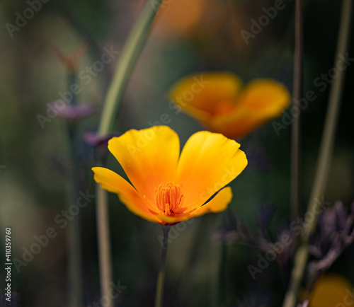 Californian Poppy  Eschscholzia Californica 