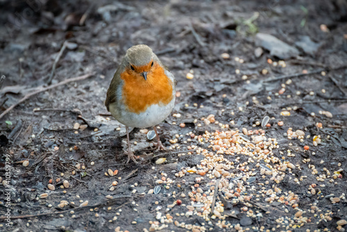 Close-up of an alert Robin standing on wet muddy path © philipbird123