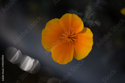 Californian Poppy (Eschscholzia Californica)