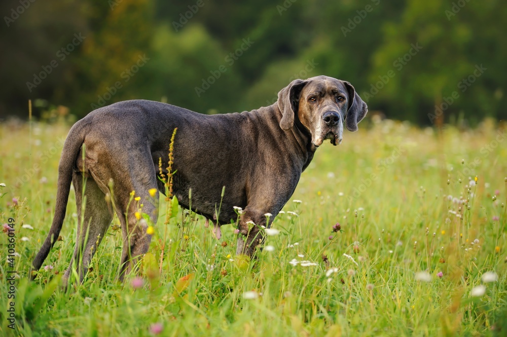 Great Dane blue 12 Years old