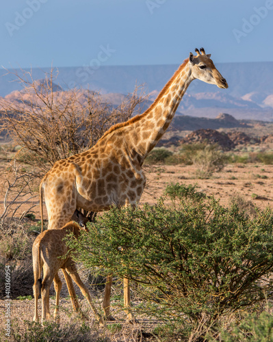 Juvenile giraffe drinking from his mother in the African wilderness image in vertical format photo