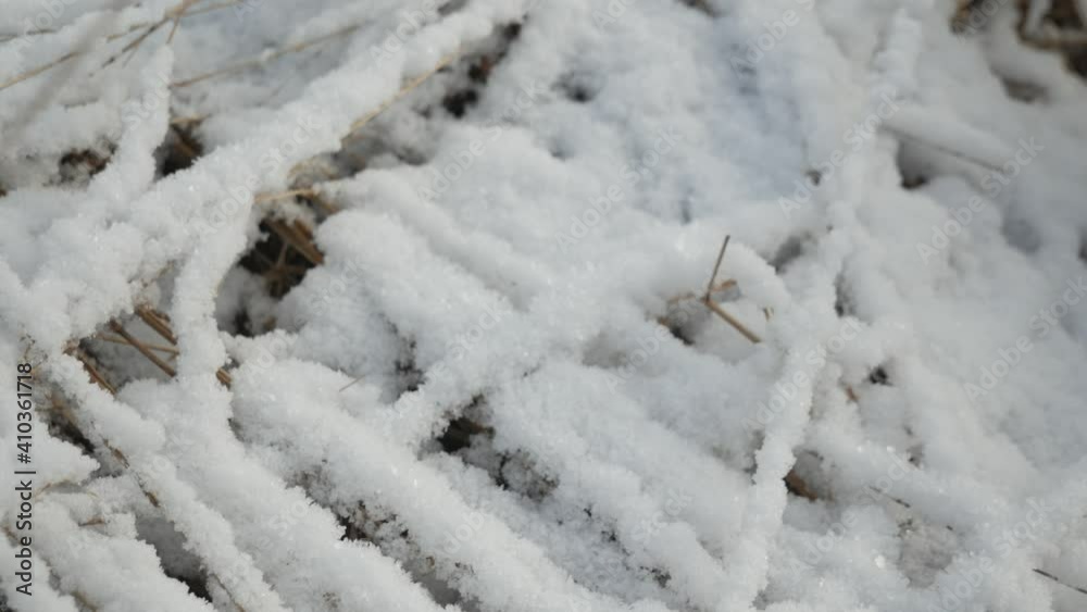 Dry grass covered with snow in frosty winter day Dry grass covered with snow in frosty winter day