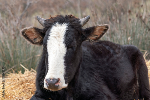 Domestic cow, head close up
