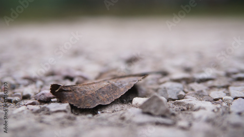 Dead and old leave laying on rocks. Old leave. What to do with old leaves. Composting old leaves.