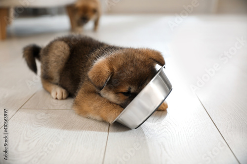 Adorable Akita Inu puppy eating from feeding bowl indoors