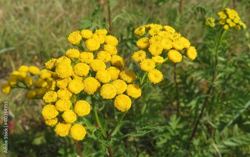 Beautiful yellow tansy flowers in the meadow