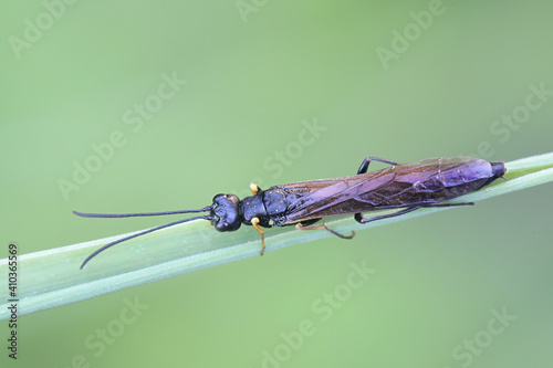 Reed Stem Borer, Calameuta filiformis, sawfly from Finland