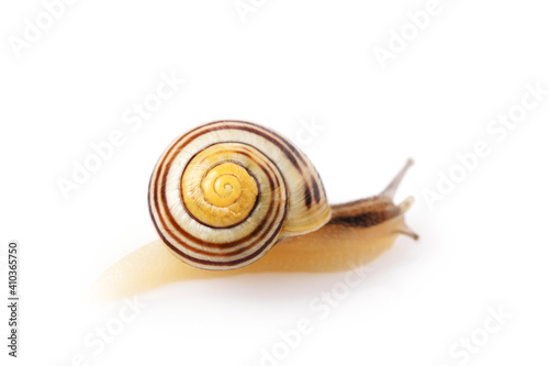 Snail isolated on white background close up, studio photo