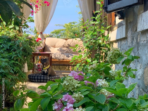 Φωτογραφία Beautiful Mediterranean blooming garden, cozy patio, sunny windless courtyard decorated vibrant flowers and lush green tropical plants