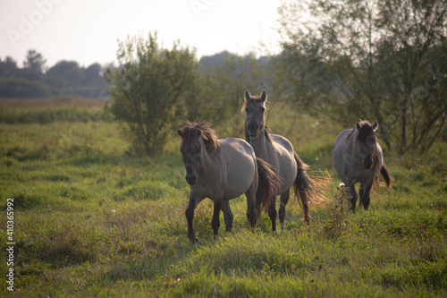 horses in the meadow in sunset