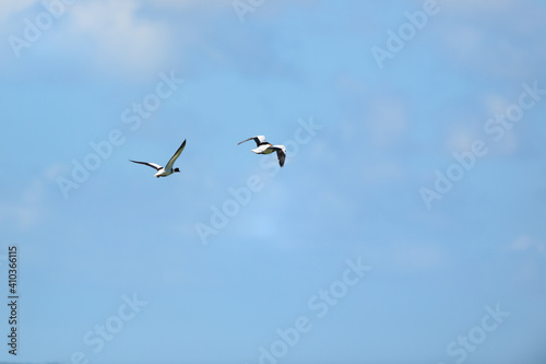 Couple common shelduck flying in the air