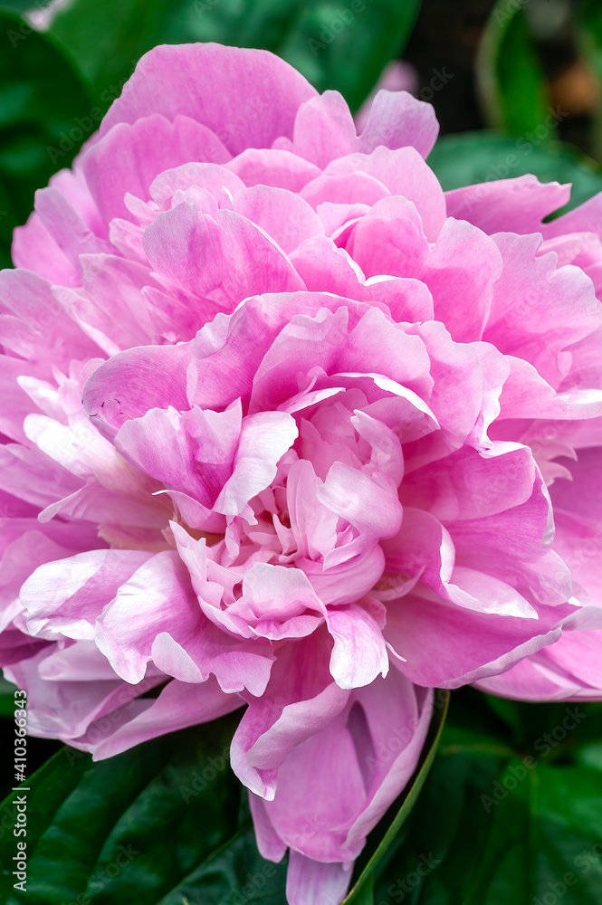 Peony pink Parfait (Paeonia lactiflora) a spring summer flowering plant with pink early summertime flower commonly known as Chinese Peony, stock photo image Peony pink Parfait (Paeonia lactiflora) a spring summer flowering plant with pink early summertime flower commonly known as Chinese Peony, stock photo image