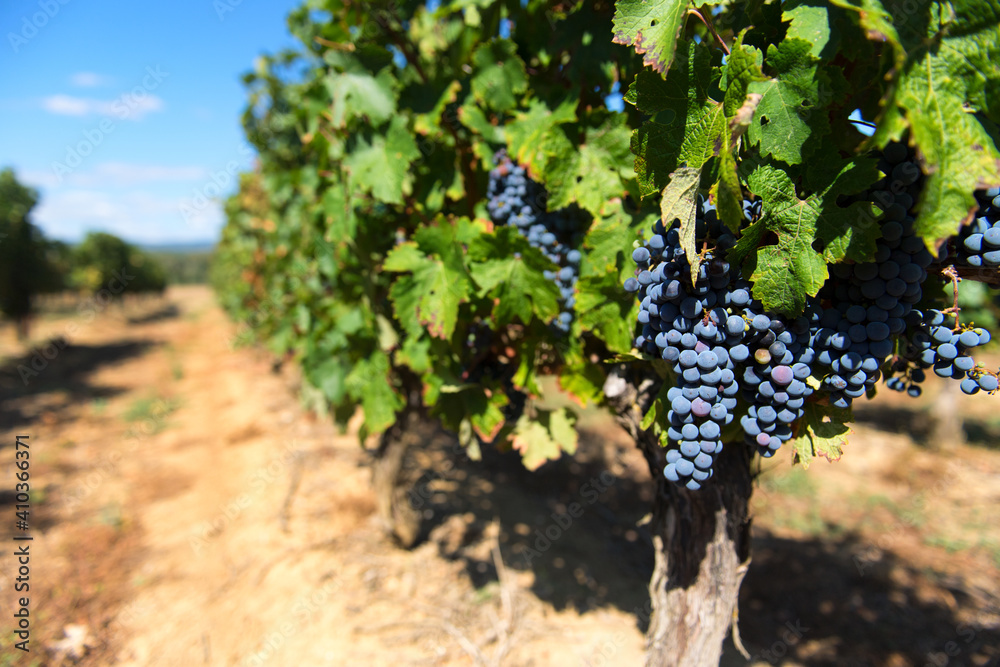 Grapes in vineyard