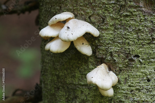 crepidotus applanatus, known as flat oysterling or flat crep, wild mushroom from Finland
