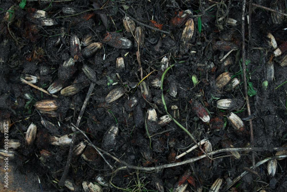 Dirty flower seeds in soil. How to make compost. Dirty flower seeds in soil. How to make compost.