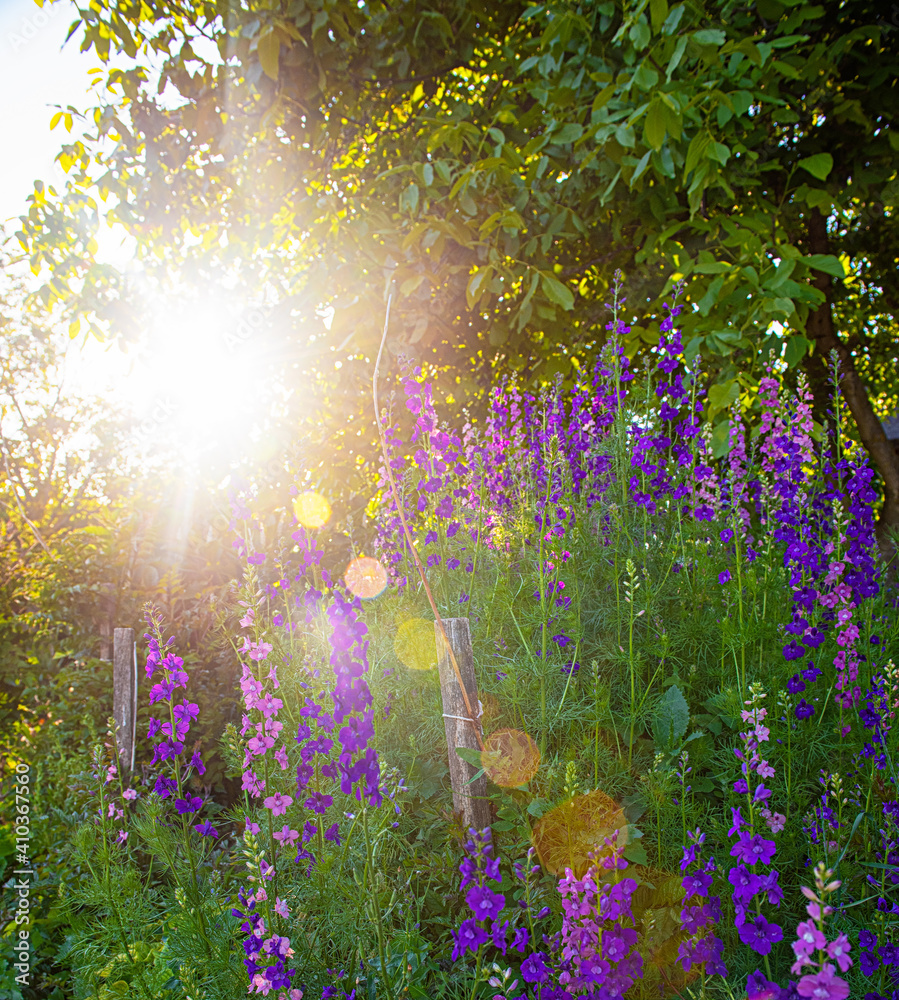 Obraz premium Nice flowers in the garden in spring