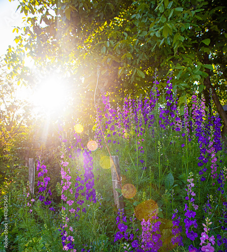 Nice flowers in the garden ...