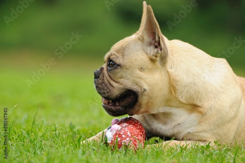 french bulldog puppy © AnetaPics