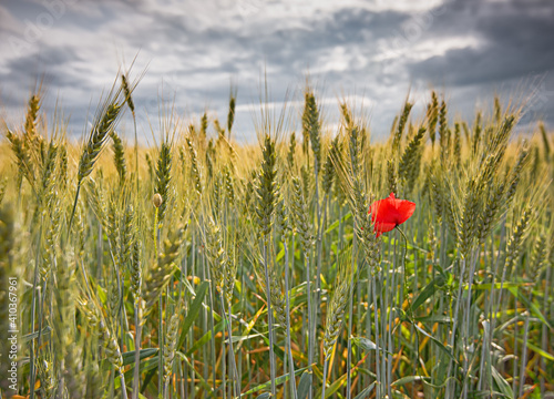 One red poppy in the wheat field