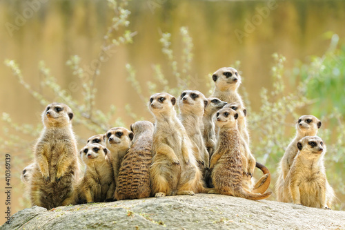 Suricate or meerkat (Suricata suricatta) family Earth males looking for enemies look in all directions Erdmännchen photo
