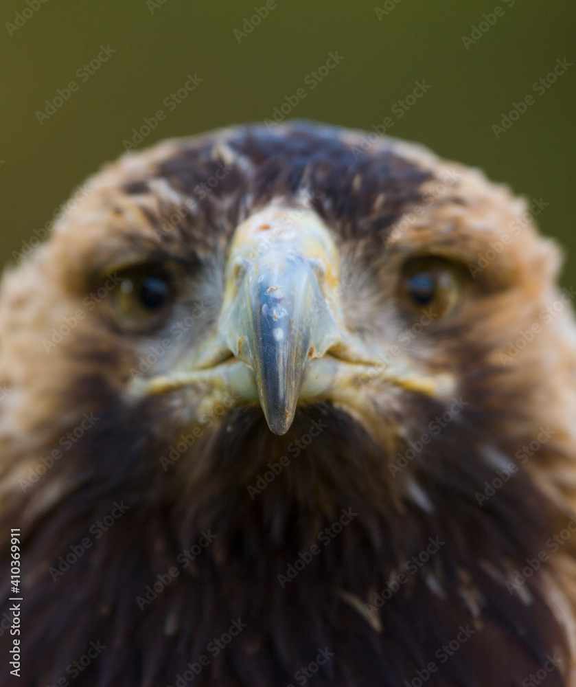 Fototapeta premium AGUILA IMPERIAL IBERICA (Aquila adalberti)