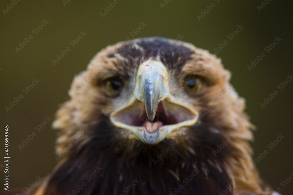 Naklejka premium AGUILA IMPERIAL IBERICA (Aquila adalberti)