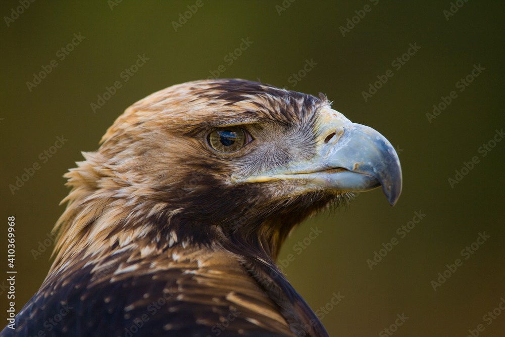 Obraz premium AGUILA IMPERIAL IBERICA- SPANISH IMPERIAL EAGLE Eagle (Aquila adalberti). Iberian Imperial Eagle. Spain