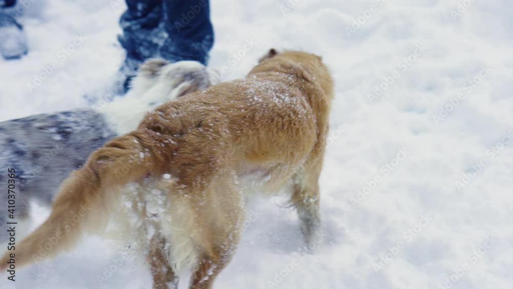 Beautiful pups having fun and playing in the snow -slow motion Beautiful pups having fun and playing in the snow -slow motion