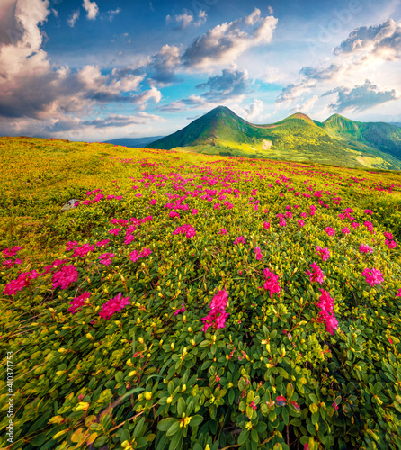 Wide angle capture of Chornogora mountain range with Turkul peak on background. Blooming pink rhododendron flowers on Carpathian hills in July. Beauty of nature concept background.