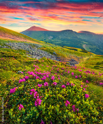 Beautiful Carpathians scenery. Blooming pink rhododendron flowers on the Carpathians hills. Stunning summer sunset on Carpathian mountains, Ukraine, Europe. Beauty of nature concept background.. © Andrew Mayovskyy