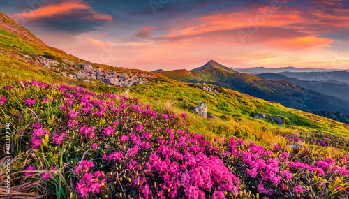Landscape photography. Blooming pink rhododendron flowers on Chornogora ridge. Exciting summer sunrise in Carpathian mountains with highest peak Hoverla on background, Ukraine.