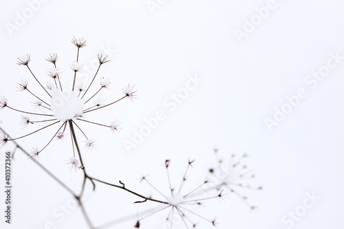 Dry plant  grass on the white snow. Abstract natural winter background with copy space. Wintertime. Selective focus.