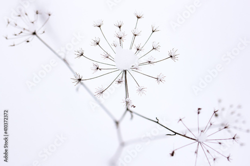Dry plant, grass on the white snow. Abstract natural winter background with copy space. Wintertime. Selective focus. © Татьяна