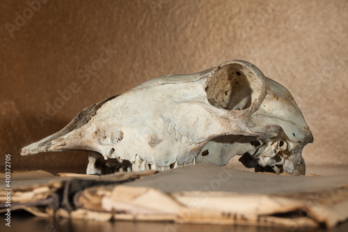 Skull of a ram and open book lying on the table, in the background a gold-copper wall.