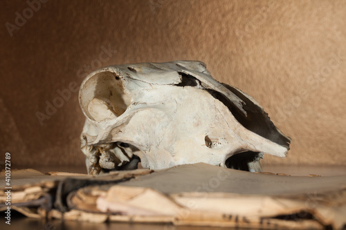 Skull of a ram and open book lying on the table, in the background a gold-copper wall. © AP-STUDIO