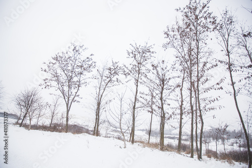 Winter snowy day. Winter scene. Snow covered trees in forest. Beautiful wintertime nature landscape.