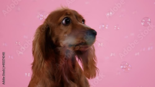 A playful cocker spaniel sits and catches with his mouth soap bubbles that fly around him. Close up of a dog's muzzle. Pet in the studio on a pink background. Slow motion. photo
