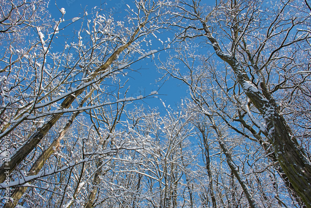 Blauer Himmel durch schneebedeckte Äste von unten, Froschperspektive Blauer Himmel durch schneebedeckte Äste von unten, Froschperspektive