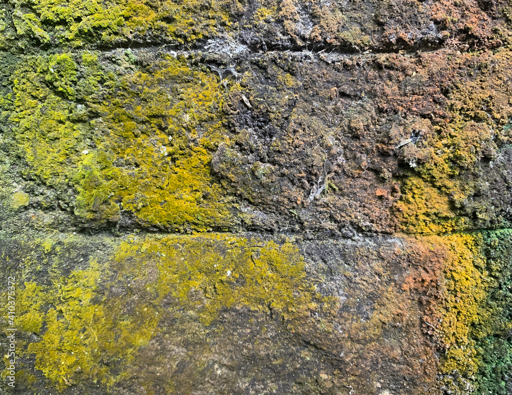 Obraz premium Weathered old wall with mossy surface. Grunge and abstract texture background image.