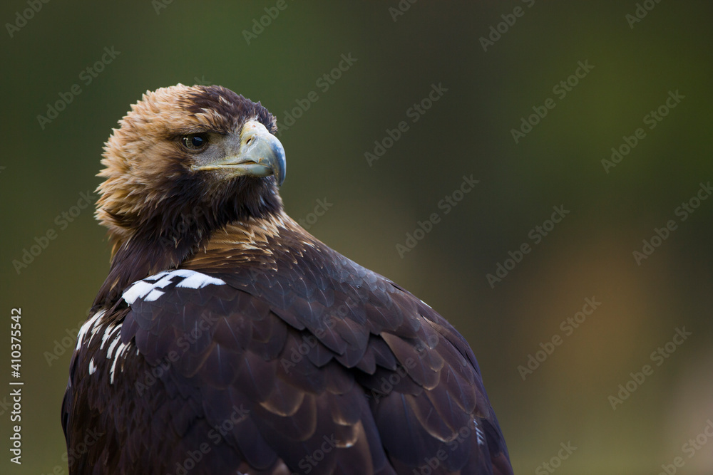 Obraz premium AGUILA IMPERIAL IBERICA- SPANISH IMPERIAL EAGLE Eagle (Aquila adalberti). Iberian Imperial Eagle. Spain