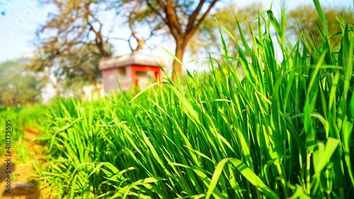 Spring growth of Jau or Barley in farmland. Crop preparing in winter season. Beautiful growing plants in field. photo