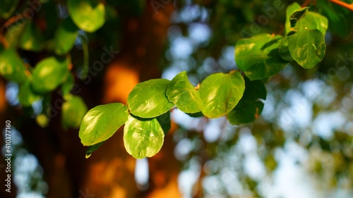 Green leaf Ziziphus mauritiana. Bidara Leaf for spiritual health therapy. Tropical tree. photo