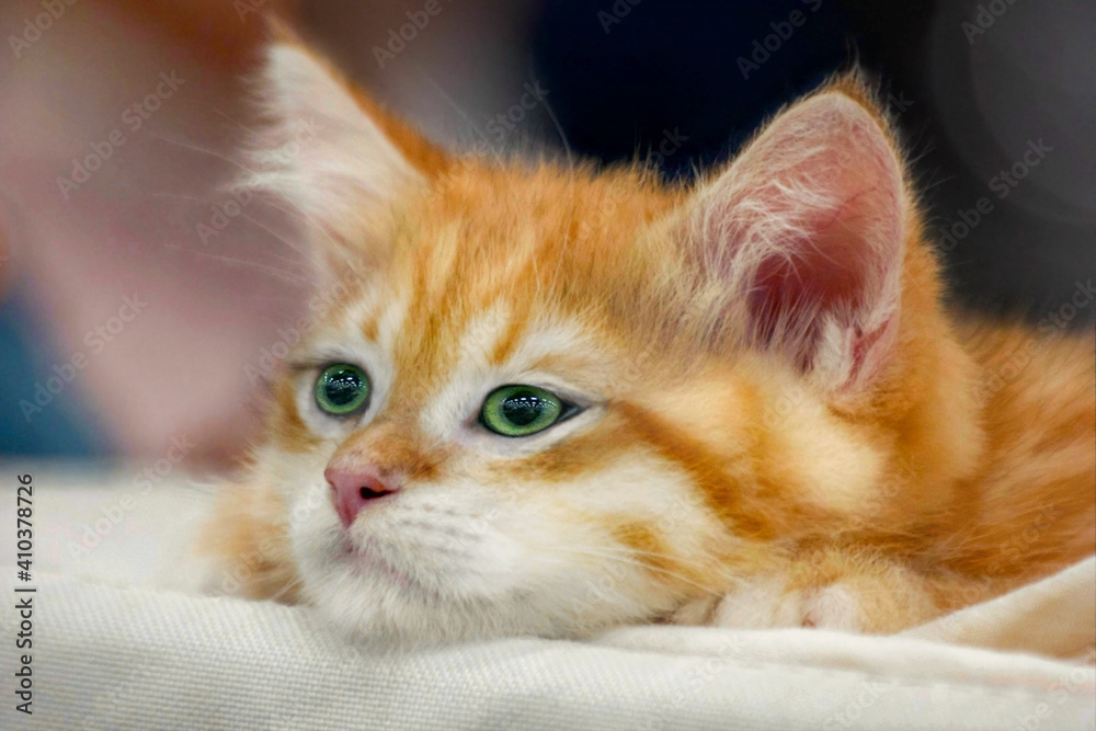 Funny cute red kitten. Ginger red kitten thinking. Pretty red kitten. Sweet adorable sad ginger cat kitty on plaid background. Little baby cat looking with small green eyes. Tiny cat alone at home