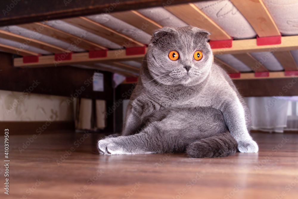 Scottish fold cat sits under the bed. The cat was taken by surprise under the bed. Funny cat.