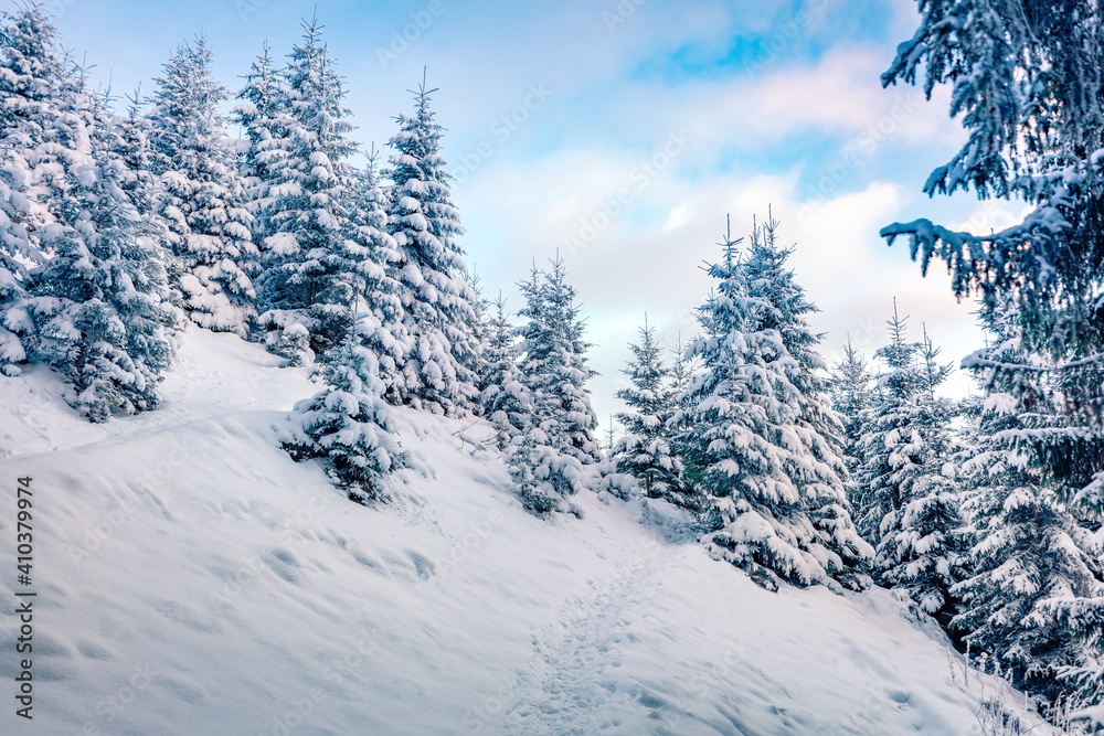 Beautiful winter scenery. Trekking in the snowy forest. Amazing winter view of mountain forest. Picturesque morning scene of Carpathian mountains, Ukraine. Beauty of nature concept background...