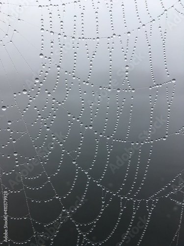 Spinnennetz im Nebeltau