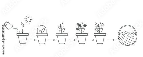 Schematic representation of planting and growing a plant in a pot. Several stages are shown: planting seeds, watering and pre-harvest. Simple vector illustration. Can be used to form articles, themati