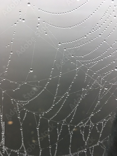 Spinnennetz im Nebeltau photo