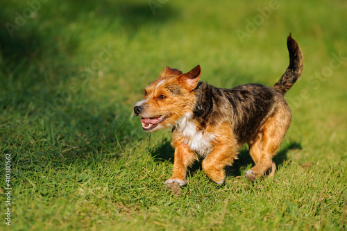 Terrier badger-dog hybrid dog on grass....Dackel Terrier Mischling .