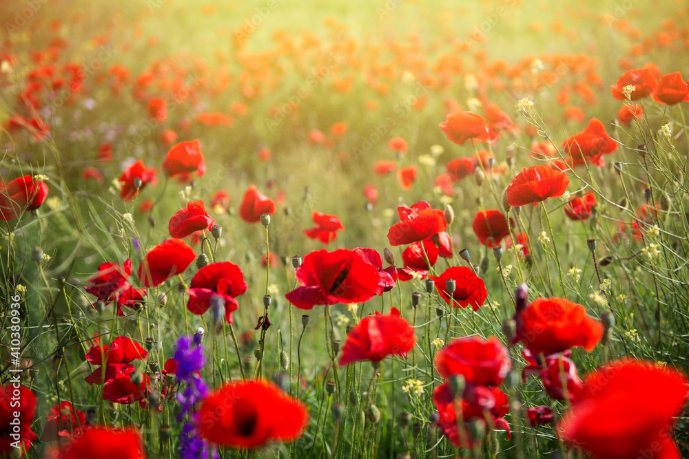 Vivid poppy field. Beautiful red poppy flowers on green fleecy stems grow in the field. Scarlet poppy flowers in the sunset light. Close-up of poppies